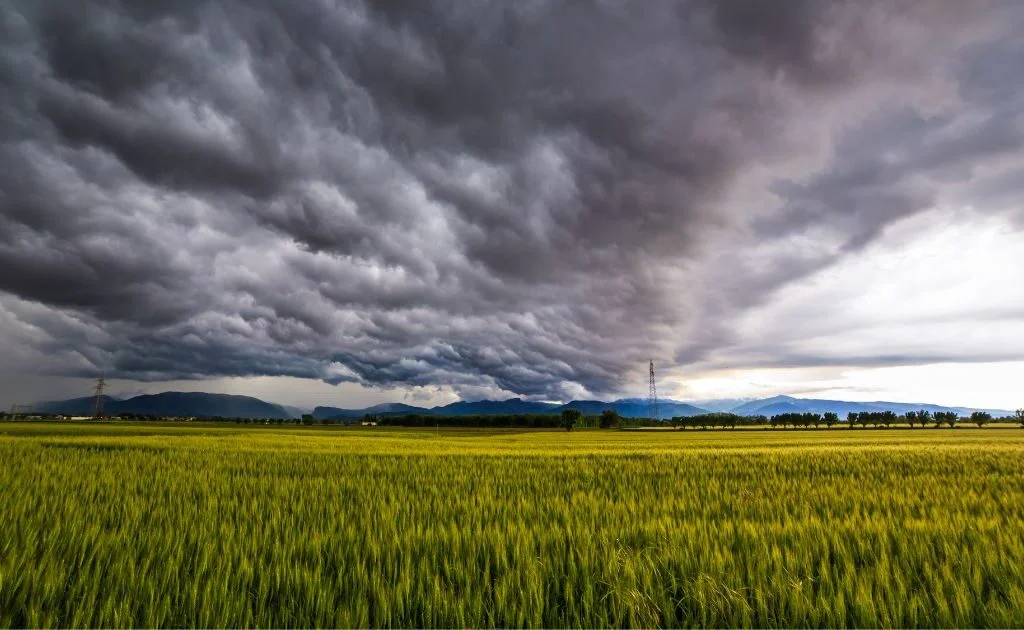 Seguro Agrícola
