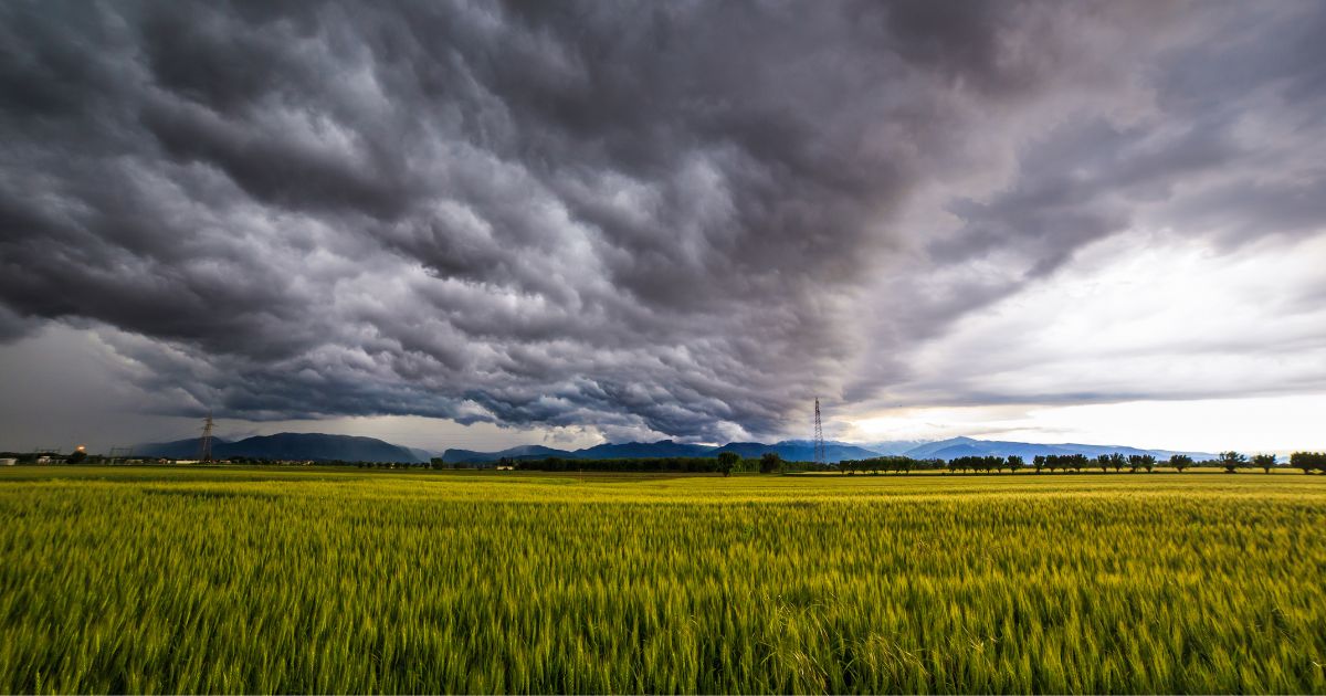 Seguro Agrícola